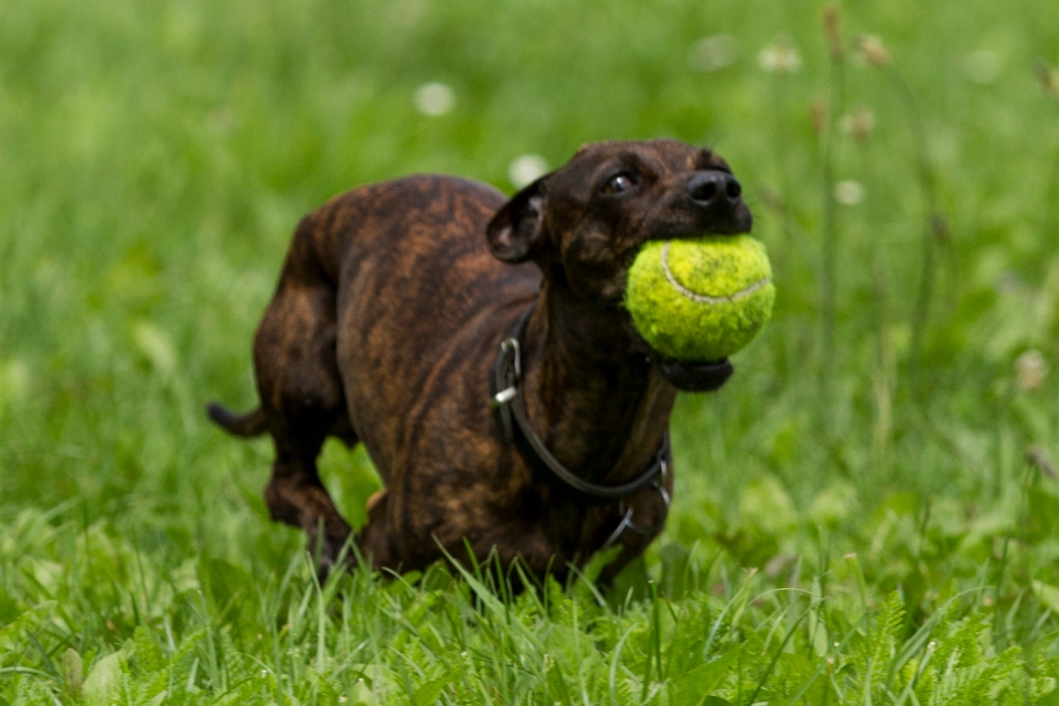 Hunde aus der Nachbarschaft